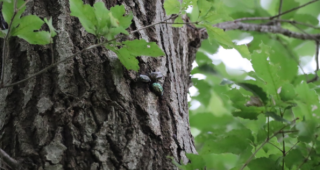 カナブン2匹、シラホシハナムグリ1匹_No．１のコナラ_クワガタ達のオアシス _2023年6月22日5時25分気温20度